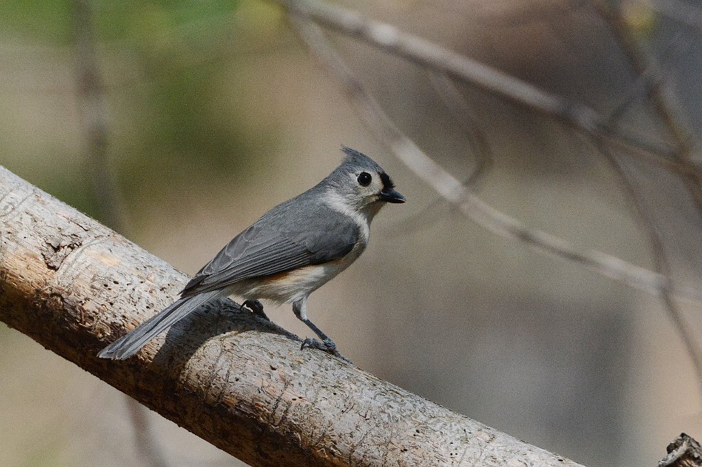 Titmouse, Tufted, 2015-05044883 Broad Meadow Brook, MA.JPG - Tufted Titmouse. Broad Meadow Brook Wildlife Sanctuary, MA, 5-4-2015